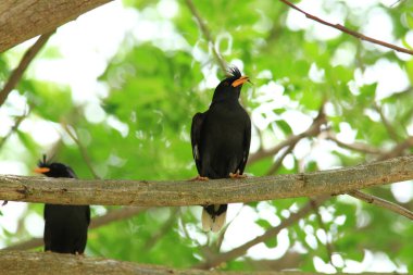 Kuş, bir ağaçta avını arıyor, Grandis.