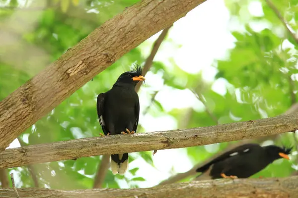 Kuş, bir ağaçta avını arıyor, Grandis.