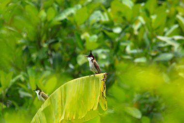 Kuş bir ağaç dalında av arıyor.