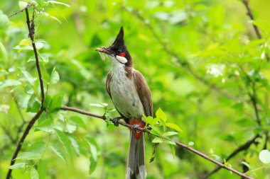 Kuş bir ağaç dalında av arıyor.