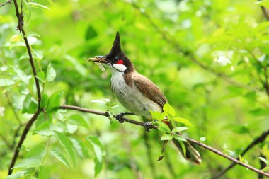 Kuş bir ağaç dalında av arıyor.