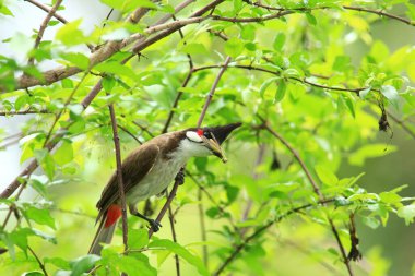 Kuş bir ağaç dalında av arıyor.