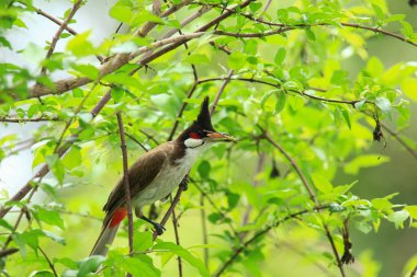 Kuş bir ağaç dalında av arıyor.