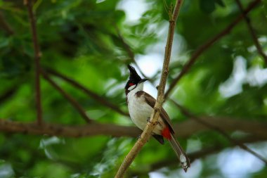 Kuş bir ağaç dalında av arıyor.