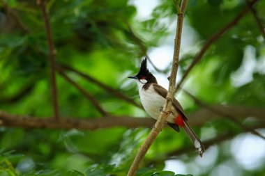 Kuş bir ağaç dalında av arıyor.