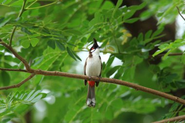 Kuş bir ağaç dalında av arıyor.