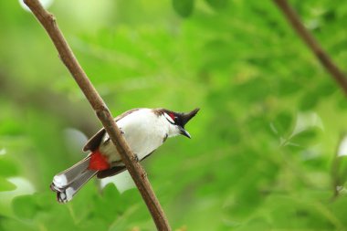 Kuş bir ağaç dalında av arıyor.