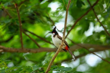 Kuş bir ağaç dalında av arıyor.