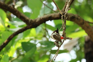 Kuş bir ağaç dalında av arıyor.