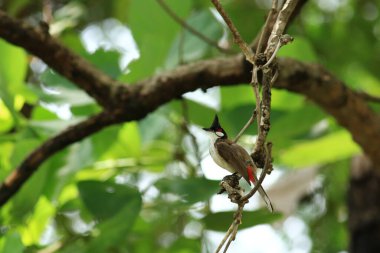 Kuş bir ağaç dalında av arıyor.