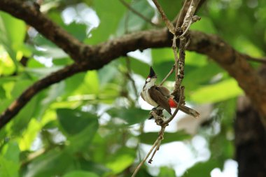 Kuş bir ağaç dalında av arıyor.