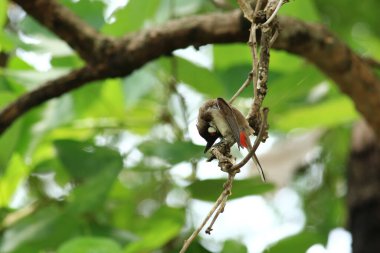Kuş bir ağaç dalında av arıyor.