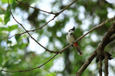 Kuş bir ağaç dalında av arıyor.