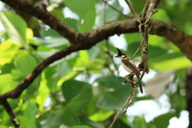 Kuş bir ağaç dalında av arıyor.