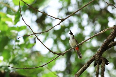 Kuş bir ağaç dalında av arıyor.