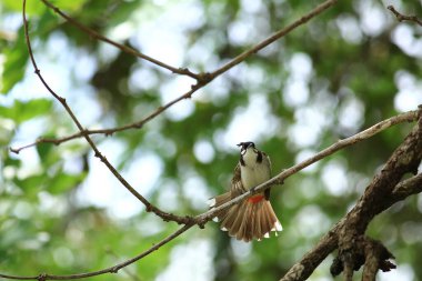 Kuş bir ağaç dalında av arıyor.