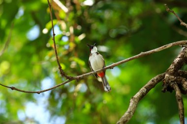 Kuş bir ağaç dalında av arıyor.