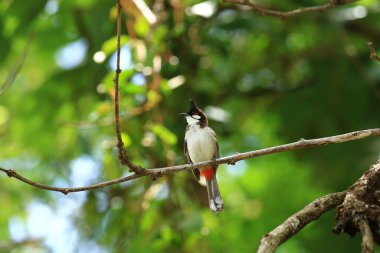 Kuş bir ağaç dalında av arıyor.