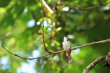 Kuş bir ağaç dalında av arıyor.