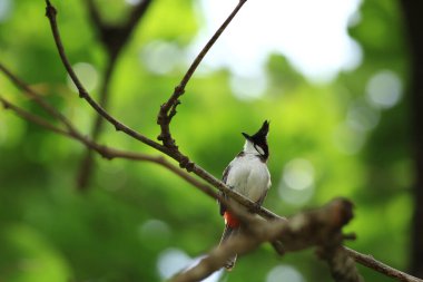 Kuş bir ağaç dalında av arıyor.