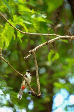 Kuş bir ağaç dalında av arıyor.