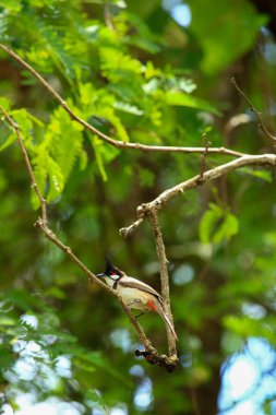 Kuş bir ağaç dalında av arıyor.