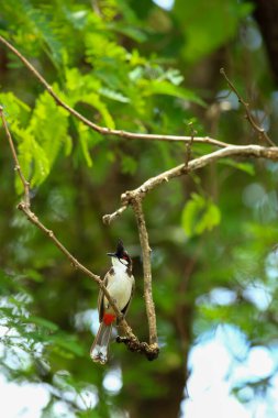 Kuş bir ağaç dalında av arıyor.