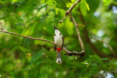 Kuş bir ağaç dalında av arıyor.