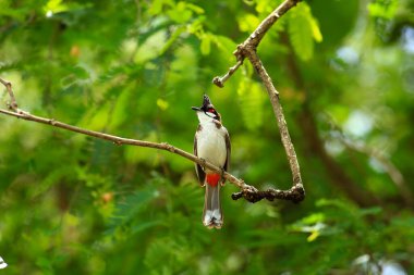Kuş bir ağaç dalında av arıyor.
