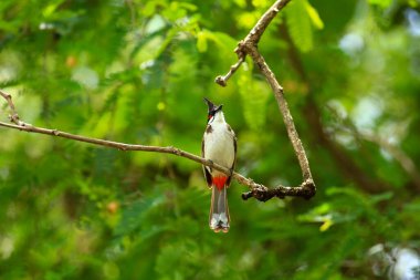 Kuş bir ağaç dalında av arıyor.