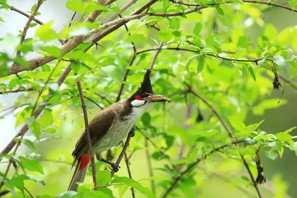 Kuş bir ağaç dalında av arıyor.