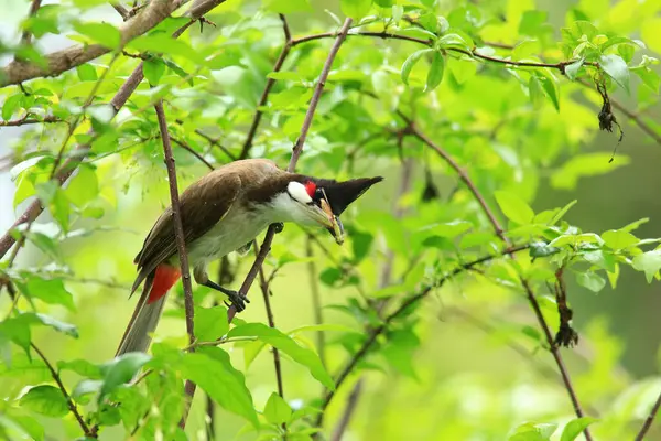 Kuş bir ağaç dalında av arıyor.