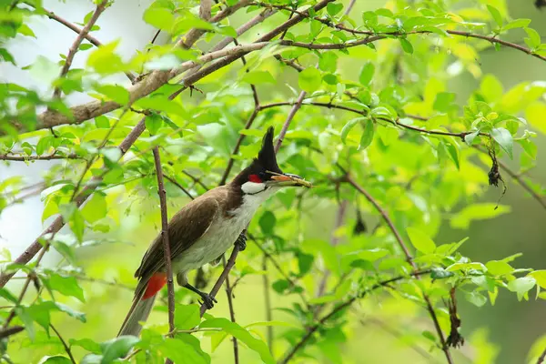 Kuş bir ağaç dalında av arıyor.
