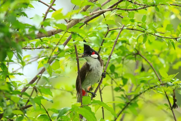 Kuş bir ağaç dalında av arıyor.