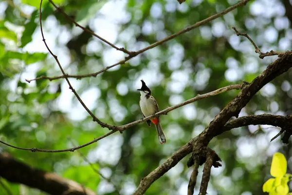 Kuş bir ağaç dalında av arıyor.
