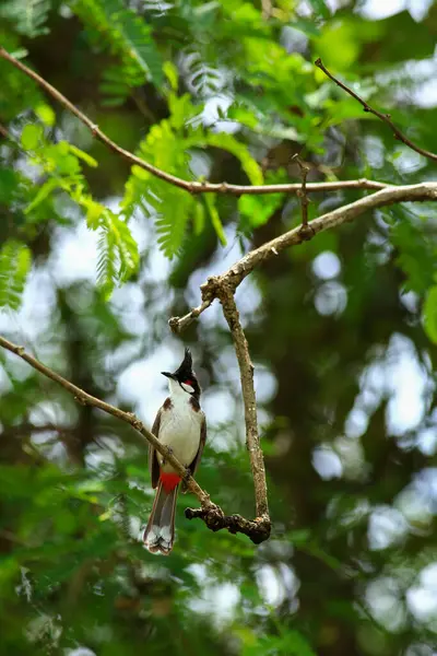 Kuş bir ağaç dalında av arıyor.