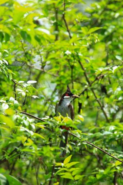 Kuş bir ağaç dalında av arıyor..