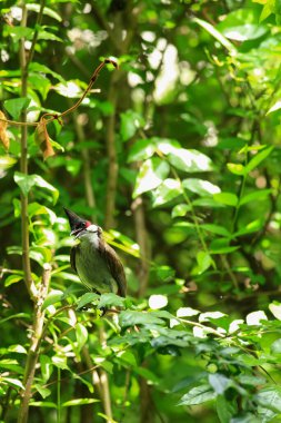 Kuş bir ağaç dalında av arıyor..