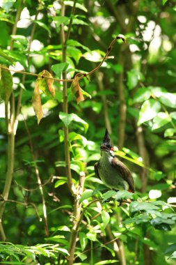 Kuş bir ağaç dalında av arıyor..