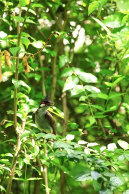 Kuş bir ağaç dalında av arıyor..