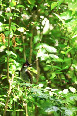 Kuş bir ağaç dalında av arıyor..