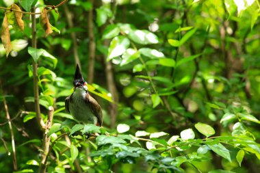 Kuş bir ağaç dalında av arıyor..