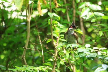 Kuş bir ağaç dalında av arıyor..
