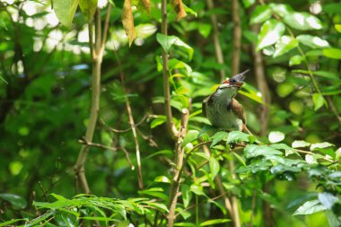 Kuş bir ağaç dalında av arıyor..