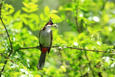 Kuş bir ağaç dalında av arıyor..