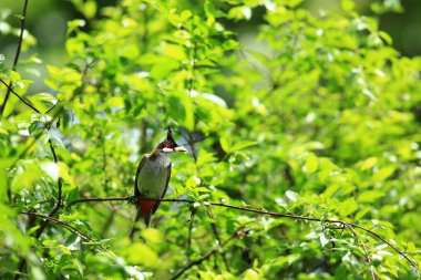 Kuş bir ağaç dalında av arıyor..