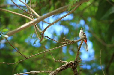Kuş bir ağaç dalında av arıyor..