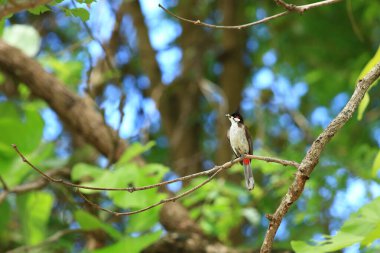 Kuş bir ağaç dalında av arıyor..