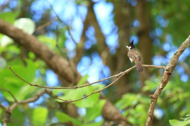 Kuş bir ağaç dalında av arıyor..