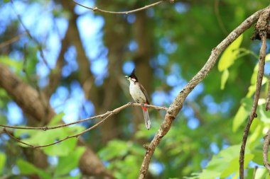Kuş bir ağaç dalında av arıyor..